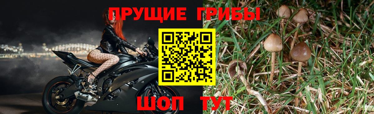 Псилоцибиновые грибы мицелий Кемерово